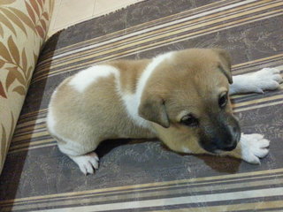 Ipoh - Pumpkin - Mixed Breed Dog