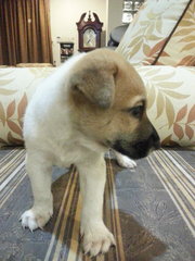 Ipoh - Pumpkin - Mixed Breed Dog