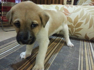 Ipoh - Pumpkin - Mixed Breed Dog