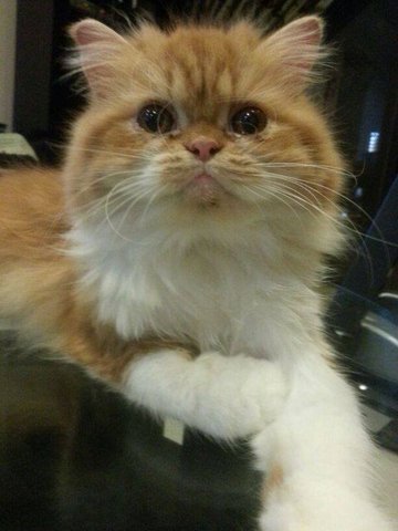 Twiggie - Persian Cat