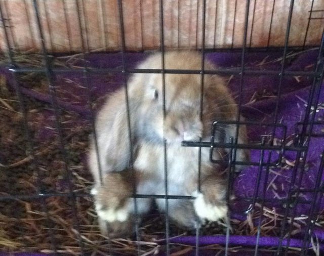 Holly - Angora Rabbit + Bunny Rabbit Rabbit