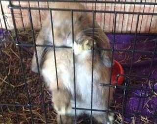 Holly - Angora Rabbit + Bunny Rabbit Rabbit