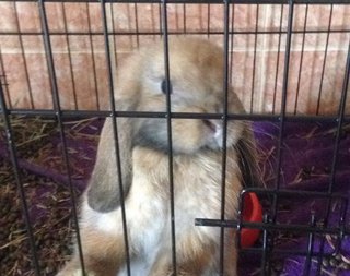 Holly - Angora Rabbit + Bunny Rabbit Rabbit