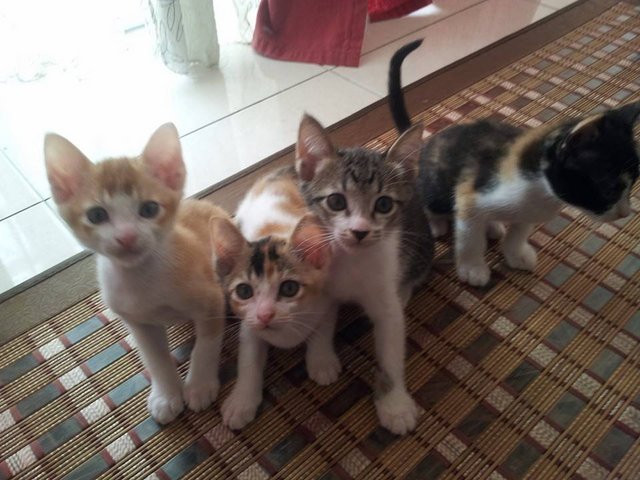 4 Kittens - Domestic Short Hair Cat