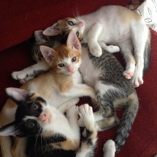 4 Kittens - Domestic Short Hair Cat