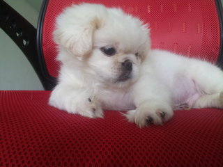 Pure White Mini Pekingese - Pekingese Dog