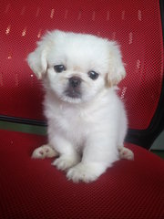 Pure White Mini Pekingese - Pekingese Dog