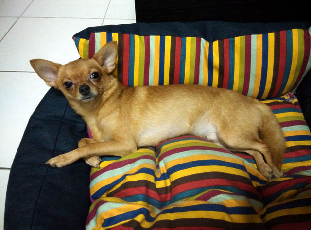 Teenie123 - Chihuahua + Pomeranian Dog