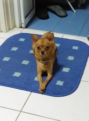 Teenie123 - Chihuahua + Pomeranian Dog