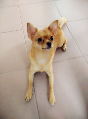 Teenie123 - Chihuahua + Pomeranian Dog