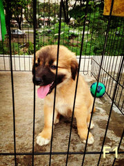 Oversea Union Garden Pups - Retriever Mix Dog