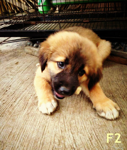 Oversea Union Garden Pups - Retriever Mix Dog