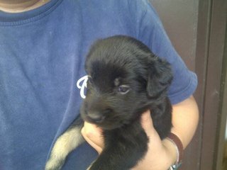 Black Beauty - Mixed Breed Dog