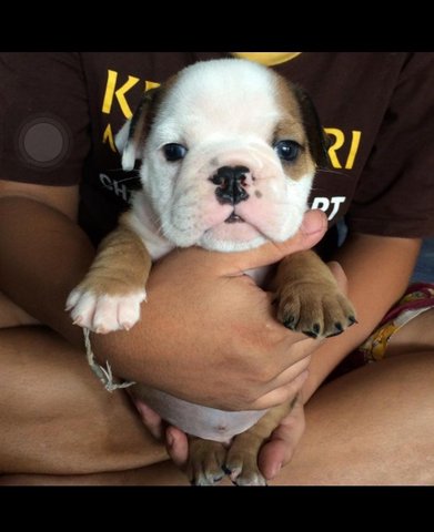 Quality English Bull - English Bulldog Dog