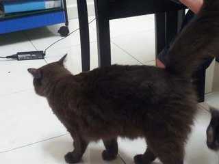 Chewie - Domestic Long Hair Cat