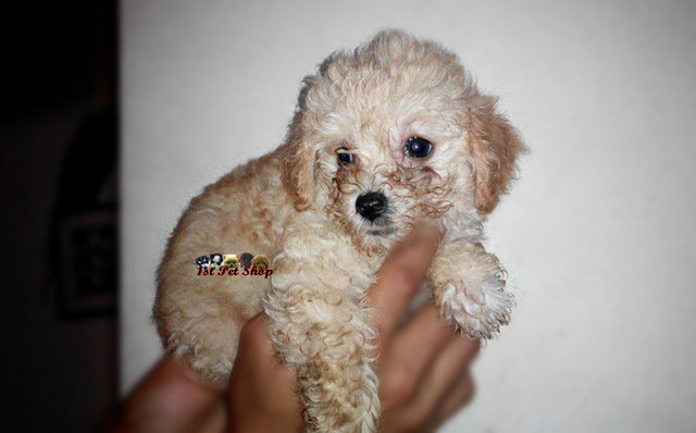 Toy Poodle (Cream) - Poodle Dog