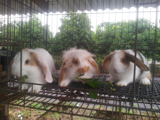 Tri Color Holland &amp; Fuzzy Lop - Holland Lop Rabbit