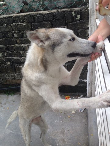 Brandy - Husky Dog