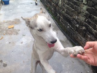 Brandy - Husky Dog