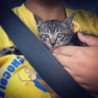 The day Olivia rescued from the congested highway