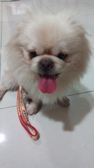 Bibi  - Pekingese + Shih Tzu Dog