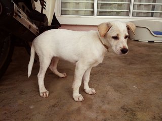 Ceci - Mixed Breed Dog