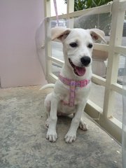 Ceci - Mixed Breed Dog