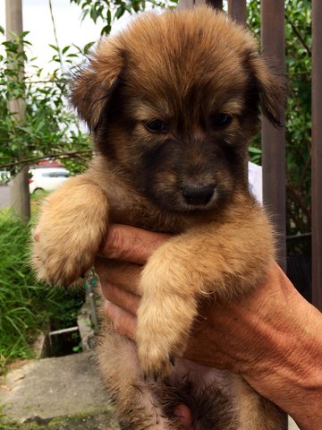 Rusty - Mixed Breed Dog