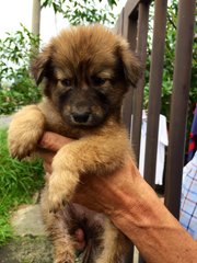 Rusty - Mixed Breed Dog