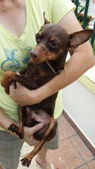 Rain - Miniature Pinscher Dog