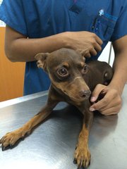 Rain - Miniature Pinscher Dog