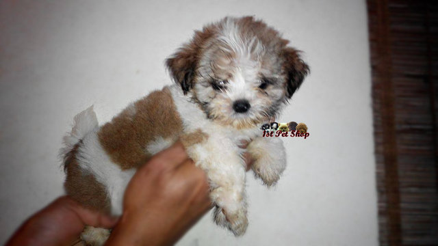 Shih Tzu (Small Size) - Shih Tzu Dog