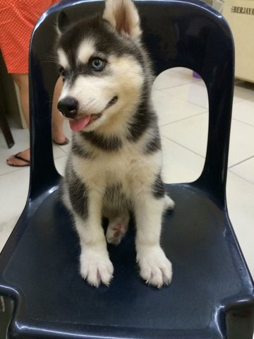 Blue Eyes Wooly Husky - Siberian Husky Dog