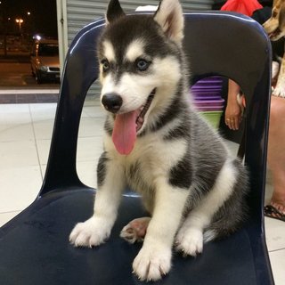 Blue Eyes Wooly Husky - Siberian Husky Dog