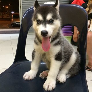 Blue Eyes Wooly Husky - Siberian Husky Dog