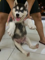 Blue Eyes Wooly Husky - Siberian Husky Dog