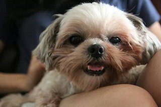 Niu Niu - Shih Tzu Dog