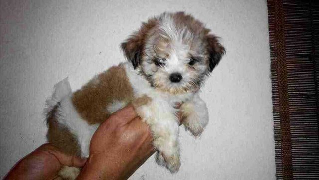 Shih Tzu Brown N White - Shih Tzu Dog