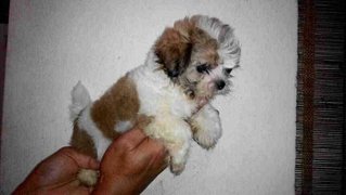 Shih Tzu Brown N White - Shih Tzu Dog