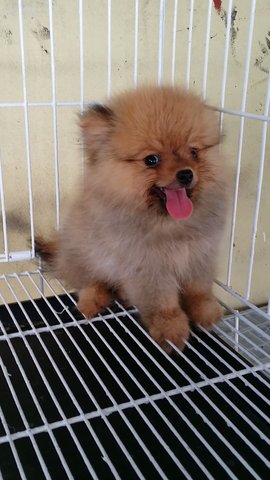 Handsome Male Pomeranian 博美 - Pomeranian Dog