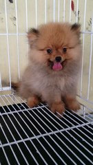 Handsome Male Pomeranian 博美 - Pomeranian Dog