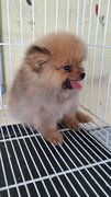 Handsome Male Pomeranian 博美 - Pomeranian Dog