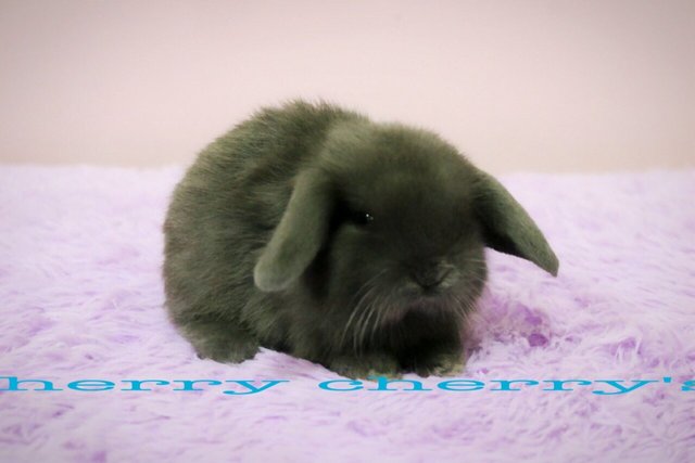 Holland Lop-blue Otter 1610 - Holland Lop Rabbit