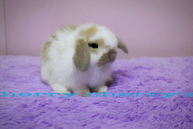 Holland Lop - Broken Orange 1610 - Holland Lop Rabbit