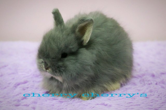 Netherland Dwarf - Blue Otter 0510 - Netherland Dwarf Rabbit