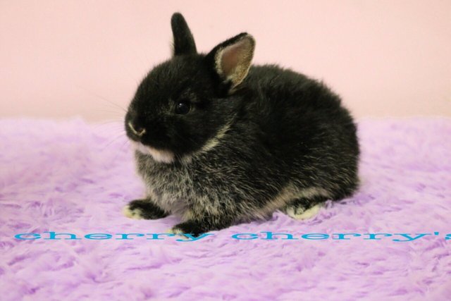 Netherland Dwarf - Black Otter 1210 - Netherland Dwarf Rabbit