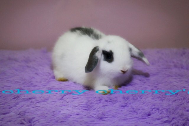 Holland Lop-broken Blue 0410 - Holland Lop Rabbit