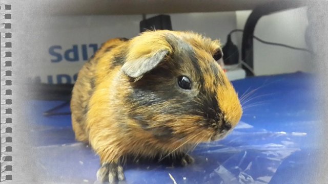 Guinea Pig - Guinea Pig Small & Furry