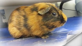 Guinea Pig - Guinea Pig Small & Furry