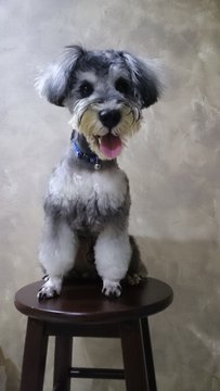 Angelo - Schnauzer Dog